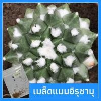 ราคา เมล็ดแมมอิรุซามุ แมมปุยหิมะ เมล็ดกระบองเพชร Mammillaria Erusamu (4520434396)