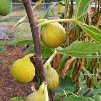 ราคา ต้นมะเดื่อฝรั่ง พันธุ์ Golden Riverside Figs กระถาง 10 นิ้ว ลำต้นสูง 70-80 ซม (22473011991)