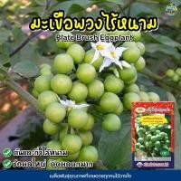 ราคา เมล็ดมะเขือพวงไร้หนาม Plate Brush Eggplant เมล็ดพันธุ์มะเขือพวง เมล็ดมะเขือพวง เมล็ดมะเขือ เมล็ดพันธุ์มะเขือ ตราภูเขาทอง (4458893946)