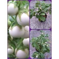 ราคา มะเขือเปราะ/มะเขือไข่เต่าขาว/ตอแหลเขียว/ตอแหลขาวต้นพันธุ์พร้อมปลูก (18452489665)