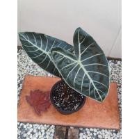 ราคา ต้นบอนดำสตูล บอนดำ บอนสตูล 3 ใบ 1 หลอด ต้นสูง 20-30 cm. (10685954326)