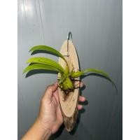 ราคา #กล้วยไม้จิ๋ว[สิงโตดอกคู่หรือเหยี่ยวพัทลุง] #กล้วยไม้ป่าแท้ (21682056620)