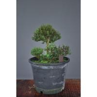 ราคา คัดฟอร์ม ต้นไม้ บอนไซ เกล็ดปลาหมอแคระ บอนไซจิ๋ว Phyllodium elegans (Lour.) Desv กระถางพลาสติก4-6นิ้ว (23856442652)