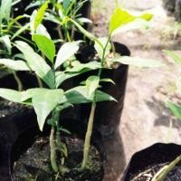 ราคา ผักหวานป่าสีทอง 1ถุงมี 1-2ต้น พร้อมพี่เลี้ยง1ต้น (3756757174)