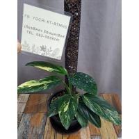 ราคา พลูปีกนกด่าง ☘️ Monstera Standleyana Variegated #พลูปีกนกด่างเหลือง (20628810664)