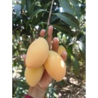 ราคา มะยงชิด พันธุ์ไข่แท้100% 1กิโลกรัม (48555982474)