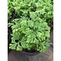 ราคา ต้นเฟิร์นกนกนารี อินโด ไม้ประดับใบน่ารัก ส่งไวจากกรุงเทพ กระถาง 6 นิ้ว (10050300960)