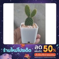 ราคา แคคตัส "หูกระต่าย-หูมิกกี้เมาส์" (Opuntia microdasys) หนาวเหลือง ขนาดกระถาง 2 นิ้ว ส่งพร้อมกระถาง (18513441340)