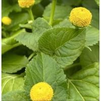 ราคา ผักคราดหัวแหวนออแกนิคเก็บสด(บรรจุ100g) (42555495902)