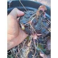 ราคา เหง้าบัวเเดงบัวกินสาย (11996571322)