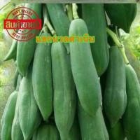 ราคา เมล็ดมะละกอแขกนวลดำเนินต้นเตี้ย (41110341783)