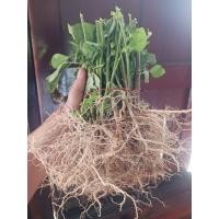 ราคา ต้นกัญาชาแมว ต้นตำแยแมว สมุนไพรตำแย (43007406981)