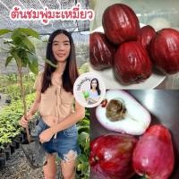 ราคา #ต้นชมพู่มะเหมี่ยว สูงราว 70-100เซน #ต้นมะเหมี่ยว (49850640459)