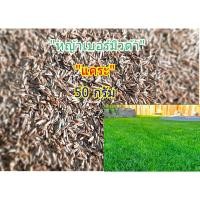 ราคา ขายส่ง เมล็ดหญ้าเบอร์มิวด้าแคระ หญ้าเบอร์มิวด้า Bermuda Grass หญ้าแพรก สนามหญ้า พืชตระกูลหญ้า เมล็ดพันธ์หญ้า 50 กรัม (43001325840)