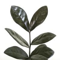 ราคา กวักมรกตใบดำ *แถมปุ๋ย* **มีรากมีหัวแล้วทุกใบ** ZZ plant money plant ใบกวักมรกตดำ ต้นไม้มงคล ต้นไม้ฟอกอากาศ กวักมรกต (3816156174)