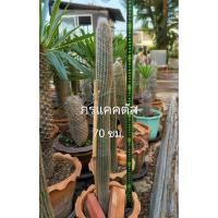 ราคา เอสโพทัว Espostoa cactus (28030157344)