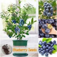 ราคา เมล็ดสด 100% เมล็ดบลูเบอร์รี่ เมล็ดพันธุ์ บลูเบอร์รี่ บรรจุ 30เมล็ด Blueberry Seeds for Planting Fruit Plants เมล็ดผลไม้ (29783954596)