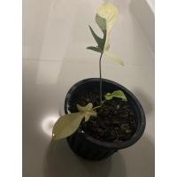 ราคา ฟิโลเดรนดอน ก้ามกุ้งด่าง (Philodendron Floridabeauty) (10319254049)