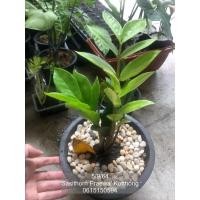 ราคา ต้นกวักมรกตด่างขาว กระถาง กวักมรกตเขียวกอด่าง (13808088562)