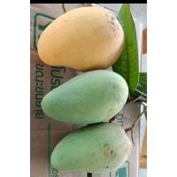 ราคา มะม่วงโชคอนันต์ แก่จัด 1kg. (22435093608)