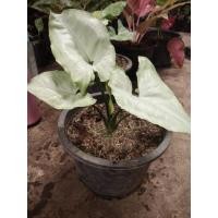 ราคา ต้นออมเงิน ต้นออมทอง ต้นออมนาค ต้นไม้มงคลควรปลูกติดบ้าน (7463883811)