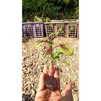 ราคา ต้นกล้า โขมใบกระ ผักโขมใบกระ กล้าละ 10 บาท ซื้อ 10แถม 2 ผักโขมมีวิตามินเอสูง ผักขม (28179840801)