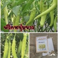 ราคา เมล็ดพันธุ์ พริกหนุ่มขาว พริกหนุ่ม พริก (ซื้อ 10 แถม 1 คละอย่างได้) (11225563349)