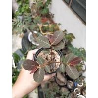 ราคา มะยมเงินมะยมทองมีรากมีใบแล้ว ใบสีแดง (9999303761)