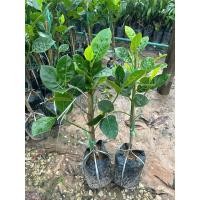 ราคา ต้นขนุนไร้เมล็ดแบบทาบกิ่งคัดสวยๆ (18987550613)