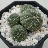 ราคา Cake Cactus Farm กระบองเพชร Astrophytum asterias ' kabuto ' แอสโตรไฟตัม คาบูโตะ ฟอร์มกอ 4 หัว (2365852671)