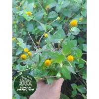 ราคา ผักคราดหัวแหวนออแกนิคอบแห้ง บรรจุ25กรัม (42427484444)