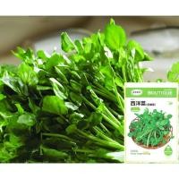 ราคา เมล็ดวอเตอร์เครสแท้ (1,000+เมล็ด) ผักน้ำเบตง Watercress***ไม่ใช่ผักเป็ดญี่ปุ่น*** (6171620352)