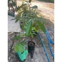 ราคา ต้นทุเรียนพวงมณีเสียบยอดแล้ว (41013728348)