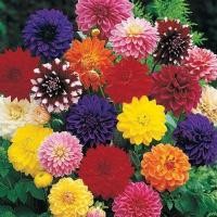 ราคา 20 เมล็ด ดอกรักเร่ ดอกไม้ความสง่างาม รวมทุกสี คละสี Dahlia Seeds รหัสชุดสินค้า Dahlia Summer (40122926899)