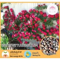 ราคา ดอกกุหลาบเลื้อยสีแดง 50 เมล็ด (42118648154)