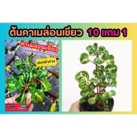 ราคา ต้นคาเมล่อนเขียว​ .ไม้มงคลจิ๋ว​ ต้นไม้ในบ้าน​ ฟอกอากาศ แดดรำไร​ หรือ​ที่ร่ม​ ไม้ประดับ​ สมุนไพร​ ต้นไม้ ฟอกอากาศ สวน (24008485782)