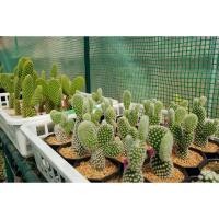 ราคา โอพันเทีย แคคตัส หูกระต่าย -หูมิกกี้เมาส์ / Opuntia microdasya (7455498622)