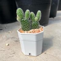 ราคา แคคตัสหูกระต่าย แคคตัสหูมิกกี้เม้าส์ ต้นเล็กๆน่ารักตะมุตะมิ Opuntia microdasys (Bunny's ear) (24848031701)
