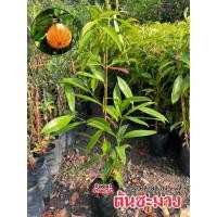 ราคา ต้นชะมวง ชะมวงมีฤทธิ์เป็นยาสมุนไพร ใบและผลมีรสเปรี้ยว นิยมนำมาประกอบอาหาร (18366685918)