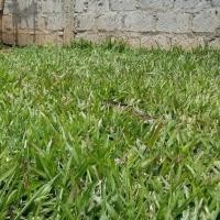 ราคา 2000 เมล็ด หญ้า หญ้าสนาม หญ้าประดับสวน Grass Seeds สายพันธุ์ หญ้าพาสพาลัม (Paspalum Grass) (44422648111)