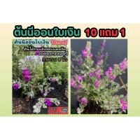 ราคา ต้นนีออนใบเงิน .กระถาง8นิ้ว ต้นใหญ่ ไม้ดอกชอบแดด ต้นกล้า รั้วต้นไม้ เมล็ดพันธุ์ กิ่งตอน ดอกไม้ปลอม จัดสวน ดินปุ๋ย กระถาง (28156254448)