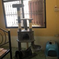 ราคา คอนโดแมวมือสอง สภาพ 98% (3313261369)