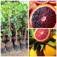 ราคา ต้นส้มเลือด/ส้มสีเลือด/เสียบยอดแท้/รสหวานเนื้อแดง น้ำสีแดง (18493423682)