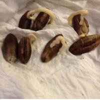 ราคา 10 เมล็ด เมล็ดพันธุ์ อินทผาลัม (Date palm) สายพันธุ์ บาฮี แดง (6069011691)