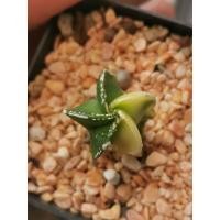 ราคา มายริโอด่าง ไม้เมล็ด Astrophytum​ myriostigma​ (5651293668)