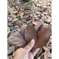 ราคา ใบขนุนแห้งสำหรับเป็นอาหาร"ไอโซพอด" (21881882801)