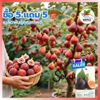 ราคา 【ซื้อ 5 แถม 5 ฟรี】600เมล็ด เมล็ดพันธุ์ มะเดื่อฝรั่ง ต้นมะเดื่อ เมล็ดมะเดื่อฝรั่ง ผลไม้เมืองร้อน Fresh Fig Seeds Bonsai F (57957145396)
