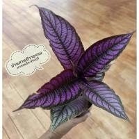 ราคา เก็บโค้ดส่งฟรีหน้าร้านต้นนาคบริพัตร ใบสีม่วงสวย ไม้มงคล ใบสวย ดูแลง่าย ต้นไม้มงคล ต้นไม้ในร่มรำไร (5989174184)