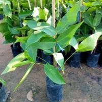 ราคา ชมพู่ทับทิมจันทร์ปักชำ (20088667025)