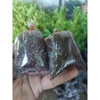 ราคา ตุ้มตอนกิ่งหมักน้ำยาเร่งราก ขุยมะพร้าวบรรจุถุงสำหรับตอนกิ่ง (พร้อมเชือกฟาง) ขนาดถุง 3 x 5 นิ้ว (28803171443)